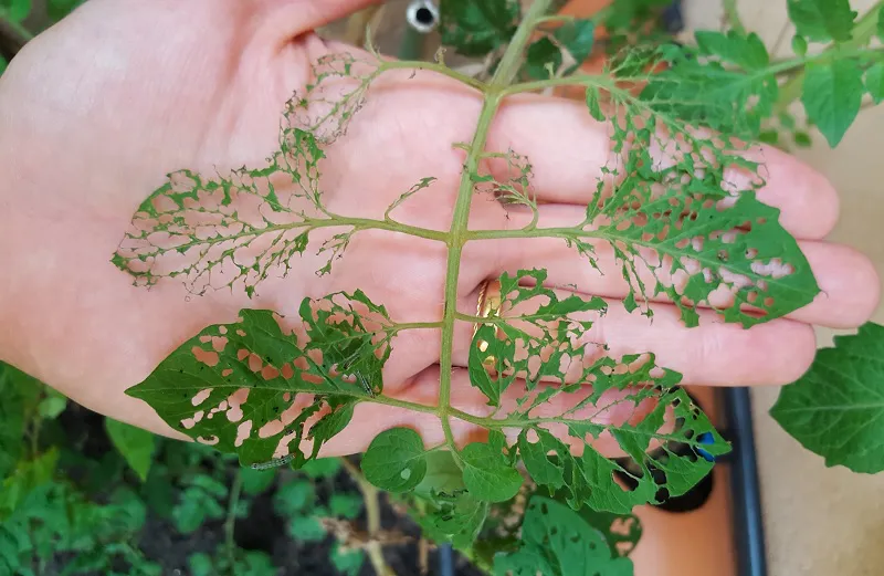 Biopreparados anti plagas